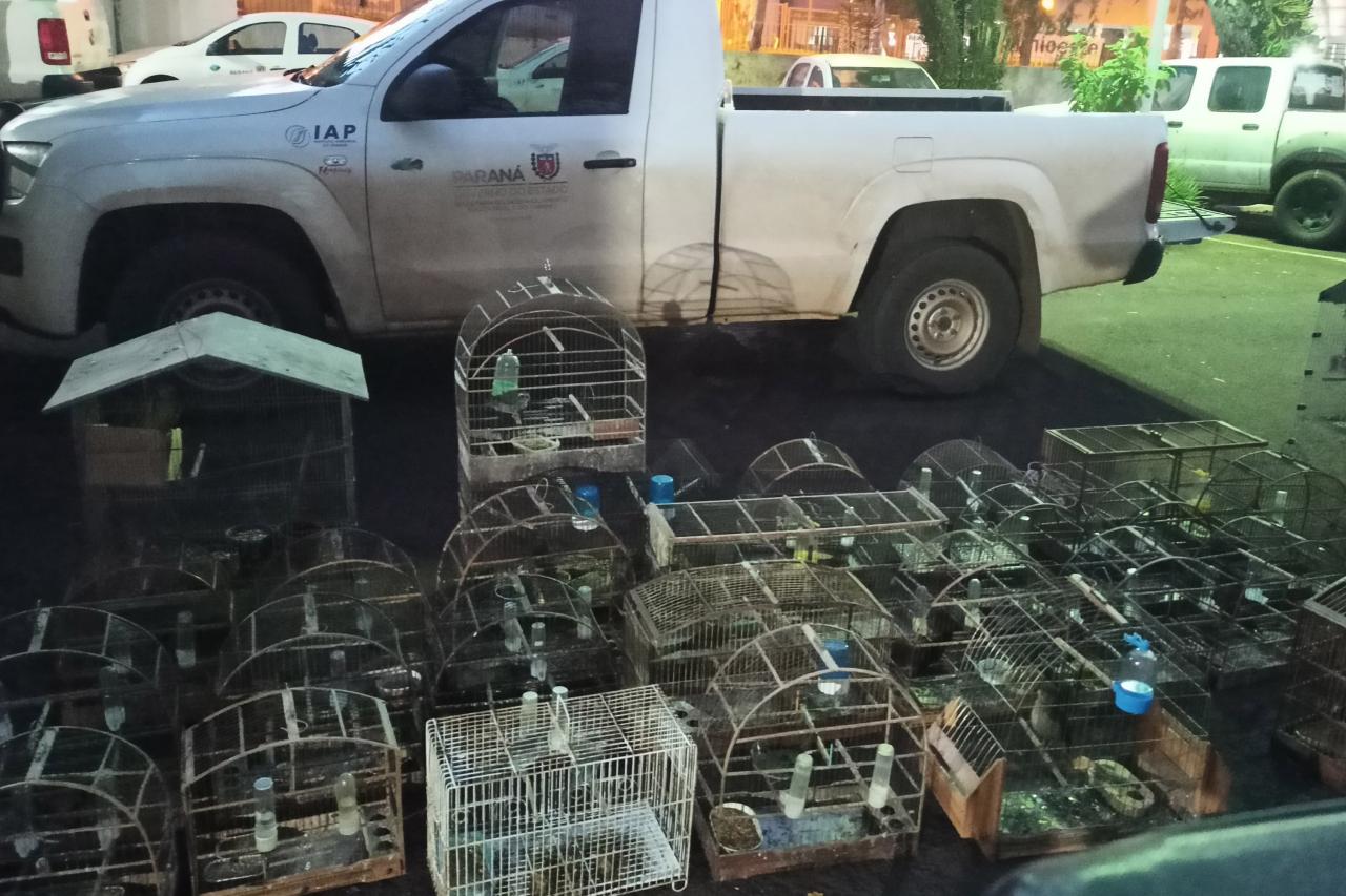 IAT fecha cativeiro clandestino e apreende 56 aves silvestres em Assis Chateaubriand