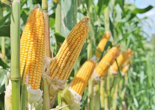 Milho: colheita da safrinha atinge 34% no Paraná
