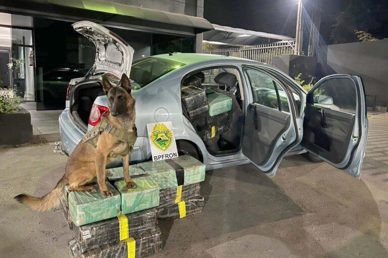 Polícia Militar apreende quase meia tonelada de maconha em operação em Ouro Verde do Oeste