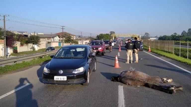 Cavalo solto na BR-277 causa acidente com moto e carro entre Curitiba e São José dos Pinhais; motociclista morreu
