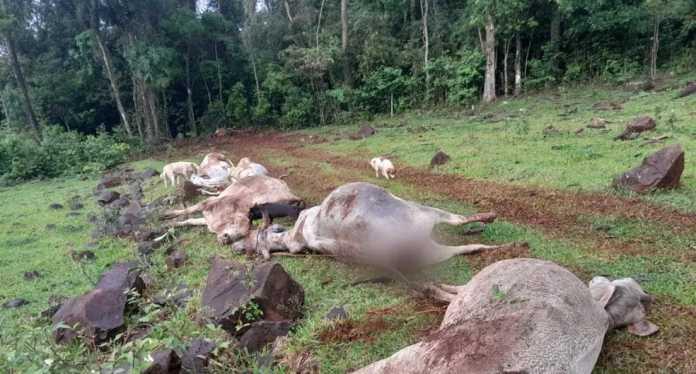 SC – Cinco vacas e um bezerro morrem eletrocutados durante temporal