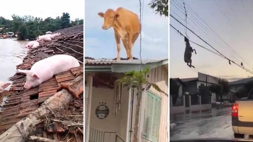 Vaca e porcos em telhados e ovelha no fio de luz: cenas inusitadas evidenciam gravidade da chuva no RS