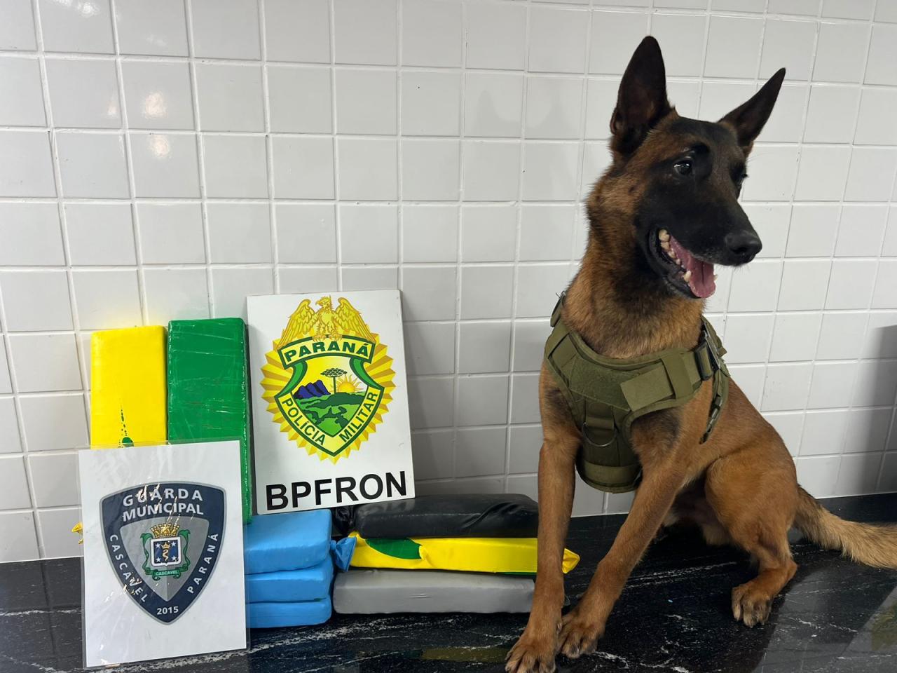 BPFRON e Guarda Municipal apreendem drogas em ônibus na cidade de Cascavel-PR