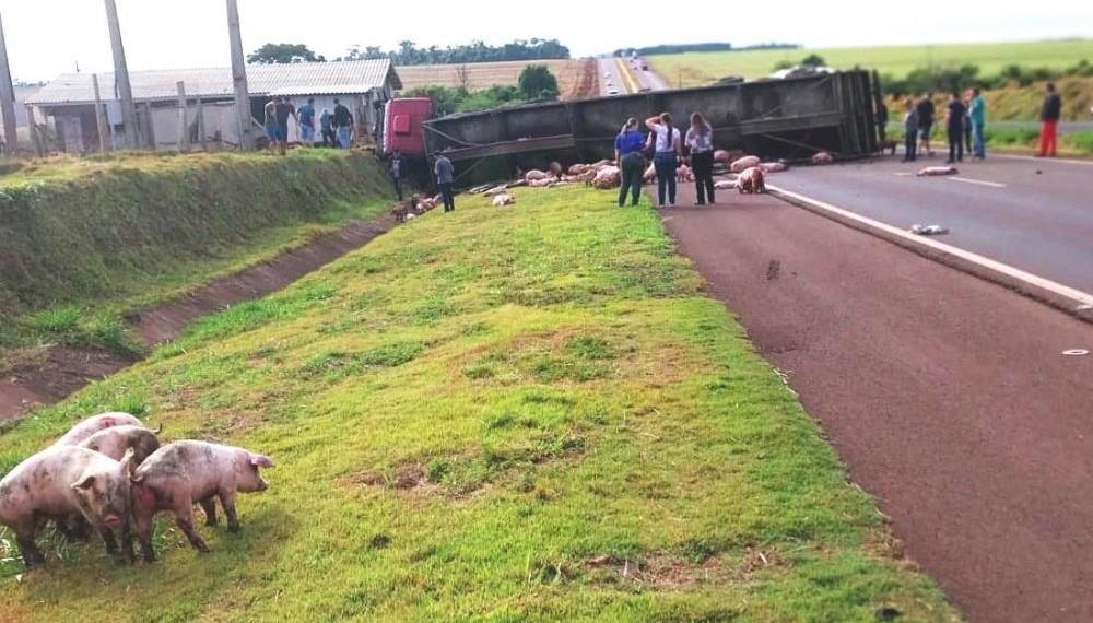 Caminhão com suínos tomba e interrompe tráfego na BR 163, trecho que liga Toledo a Marechal