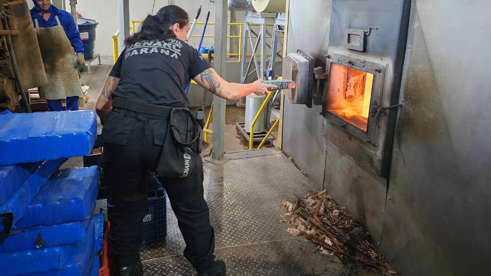Denarc de Foz do Iguaçu incinera mais de 800kg de drogas