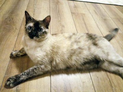 Gatinha foge de clínica veterinária em Cascavel; Família desesperada oferece recompensa de R$ 1 mil