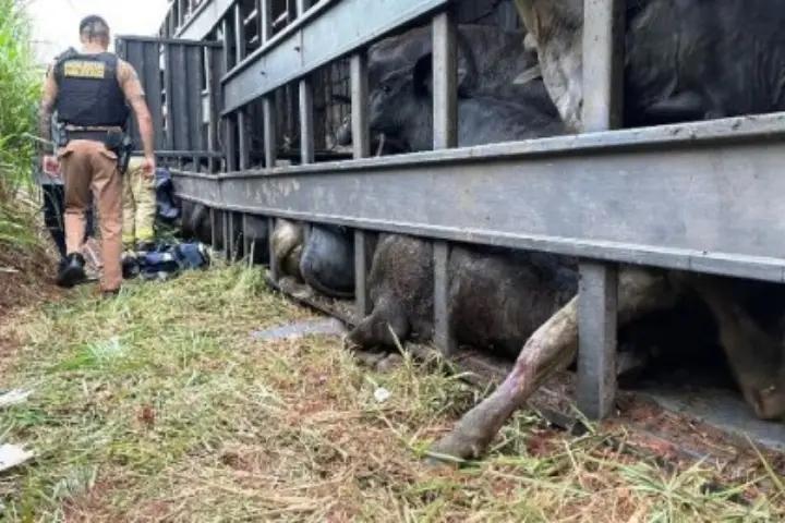 Homem morre esmagado após caminhão com bois tombar na PR-180