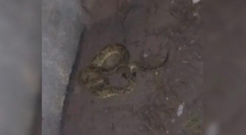 Bombeiros capturam cobra cascavel em residência, nesta madrugada