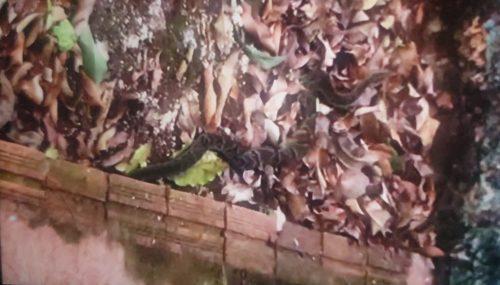 Jararaca em porta de residência é capturada pelo Corpo de Bombeiros, na Região