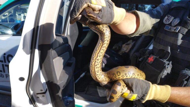 Polícia Ambiental resgata sucuri; O animal pegou carona de Guaíra ao Centro-Sul do Paraná