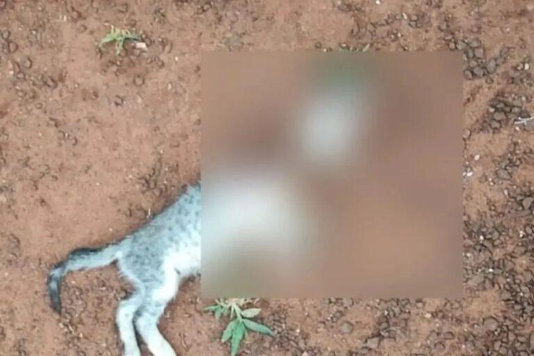 Polícia prende suspeito de arrancar cabeça de gato da esposa e ameaçá-la: ‘também vou decepar você’
