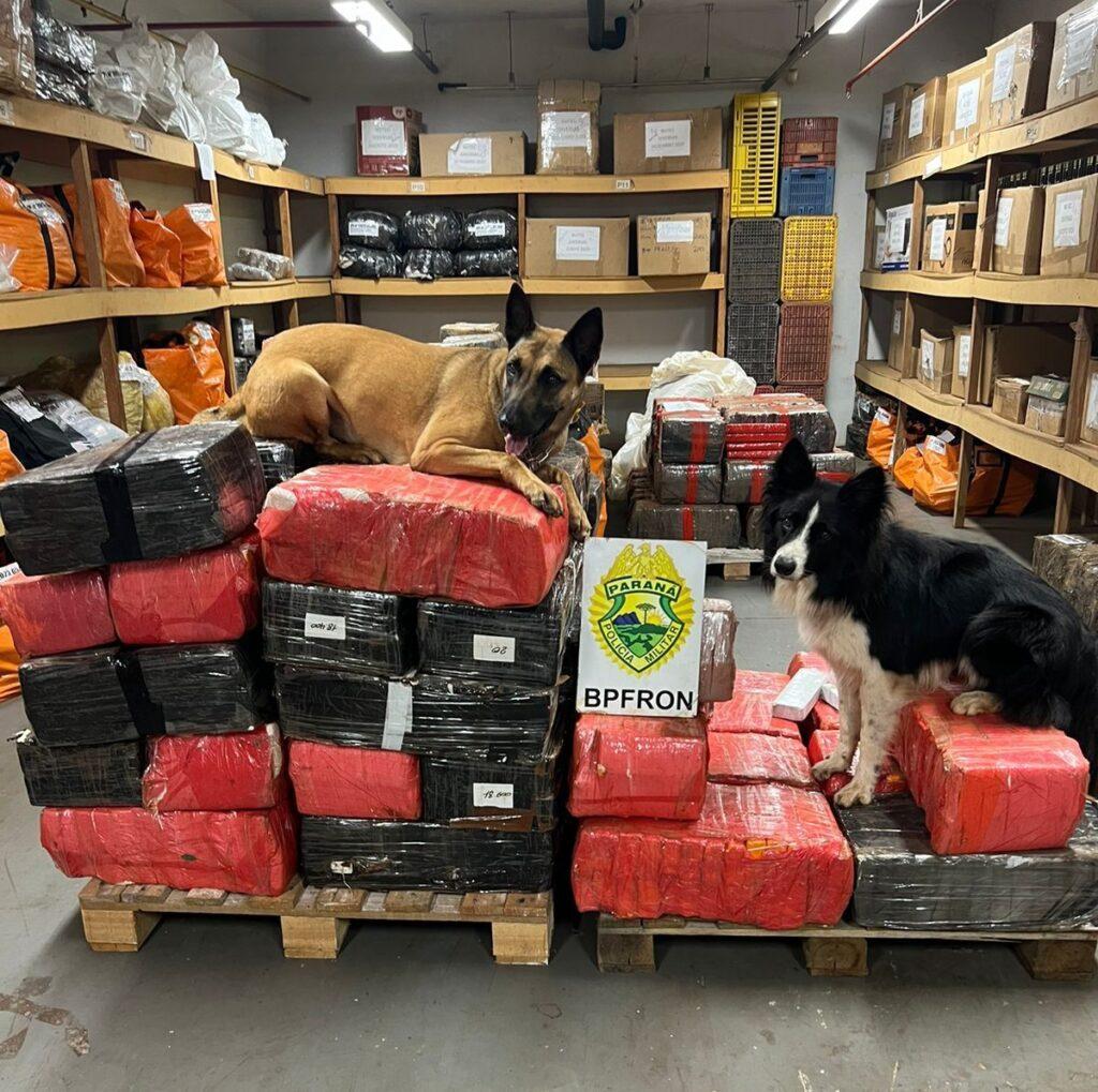 BPFron apreende quase uma tonelada de drogas em Santa Helena