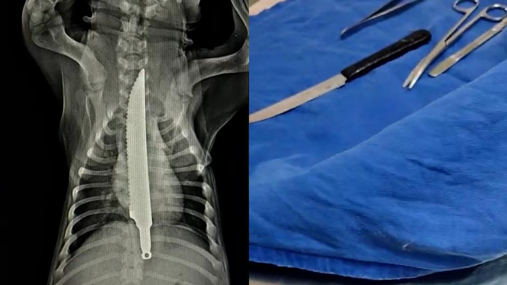 Filhote de cachorro é salvo após engolir faca de 21 centímetros em Cascavel
