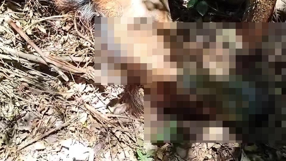 Potranca foi rouba na vila Paulista em Toledo; O animal foi encontrato s3m vida em meio ao mato, com sinais de violência sexual