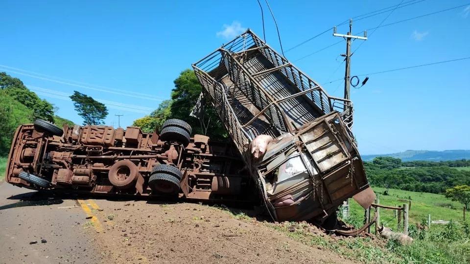 Caminhão carregado com porcos tomba na PR 488