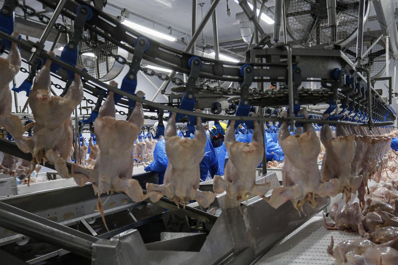 Cinco frigoríficos paranaenses podem ser habilitados a exportar para a China