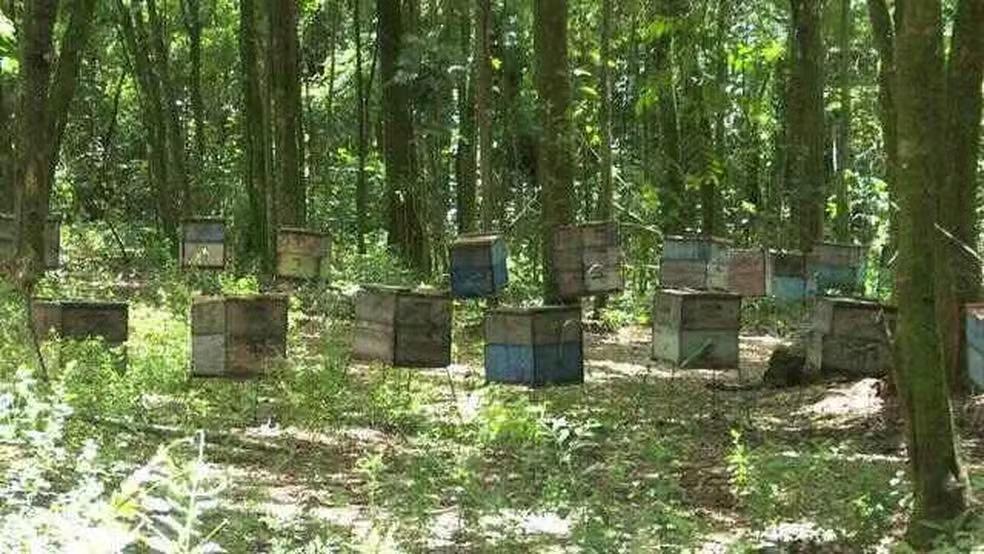 Produtor perde cinco milhões de abelhas após possível deriva de agrotóxicos no PR