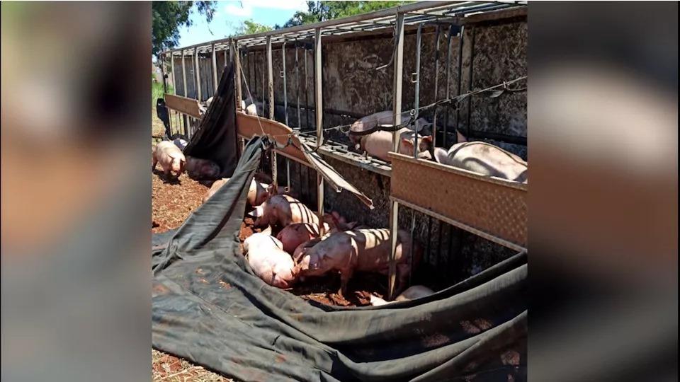 Caminhão carregado com porcos tomba na BR-369, na Região