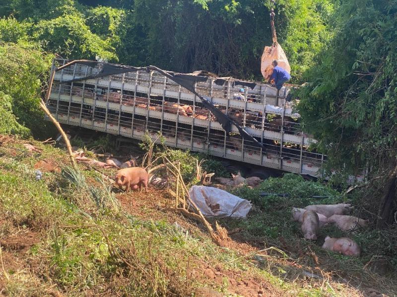 Carreta carregada com porcos capota em ribanceira na BR-163