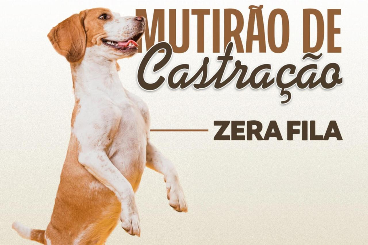 Mutirão de Castração faz zerar fila de espera por procedimento em Toledo