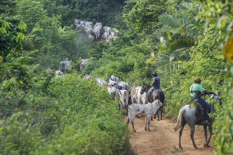 Vaqueiro contratado pelo Ibama é morto em terra indígena no Pará
